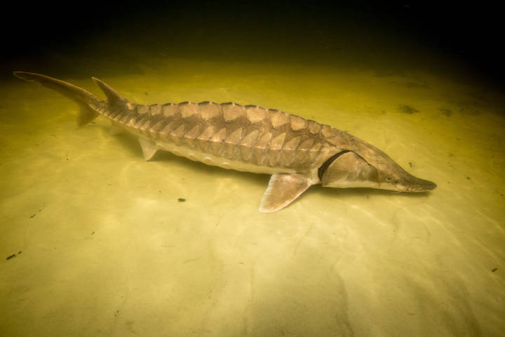 Gulf sturgeon in shallow water